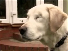 2012英國:給導盲犬導盲 小狗成名人1