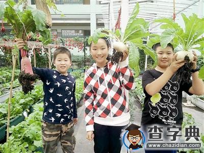 杭城越來越多小學為何熱衷“經營農場”開墾種植地？1