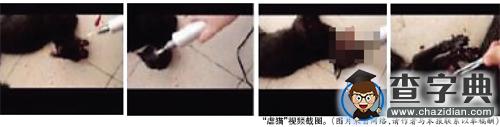 大學生“虐貓”拍視頻遭譴責 校方稱已批評教育1
