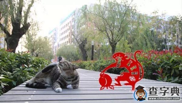 嗨 給你一顆石大“猴腮雷”2