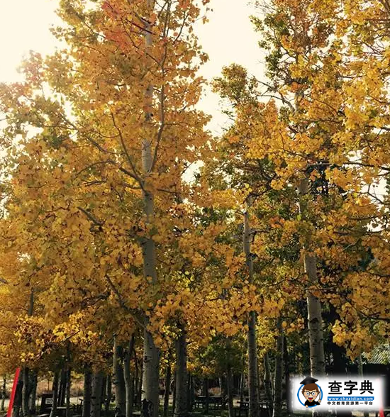 美國的秋天這么美，留學生們可不要辜負了美景4