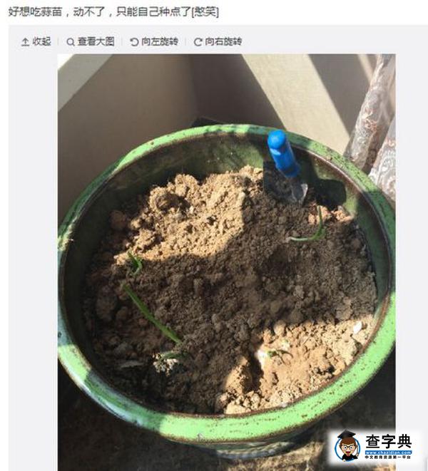 王寶強將大蒜種花盆 網友調侃太逗了1