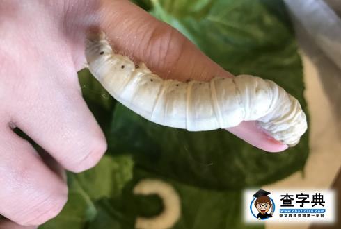 陳喬恩還有這特殊癖好  養蠶放手上  網友：你開心就好1